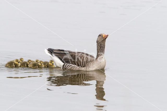 Grauwe Gans (Anser anser)