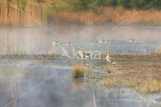 Grauwe Gans (Anser anser)