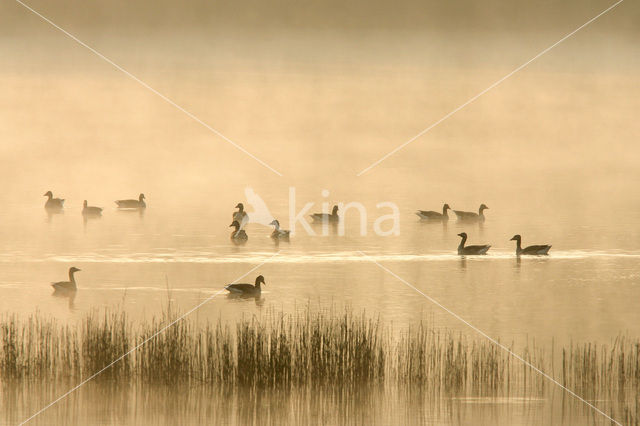 Grauwe Gans (Anser anser)