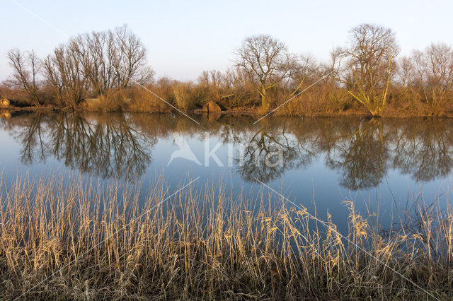 Grijze wilg (Salix elaeagnos)