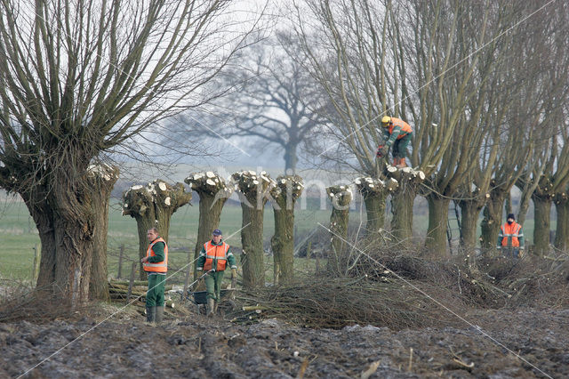 Grijze wilg (Salix elaeagnos)