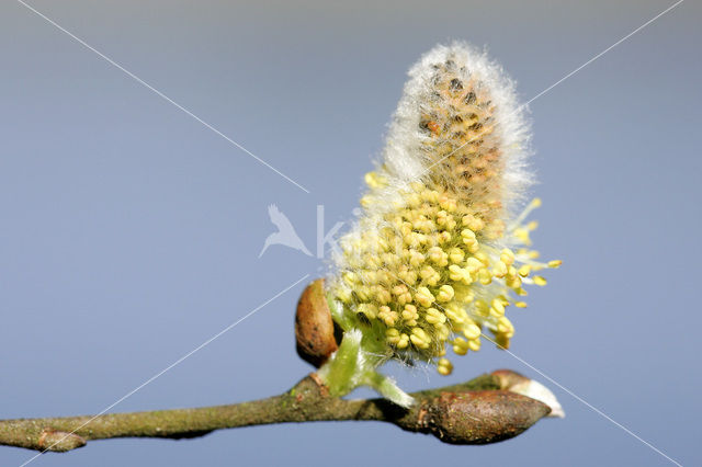 hoary willow (Salix elaeagnos)