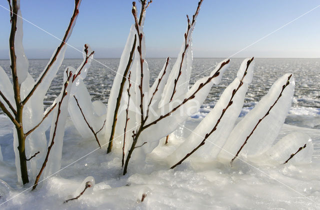 Grijze wilg (Salix elaeagnos)