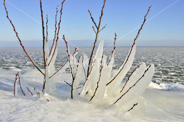 hoary willow (Salix elaeagnos)