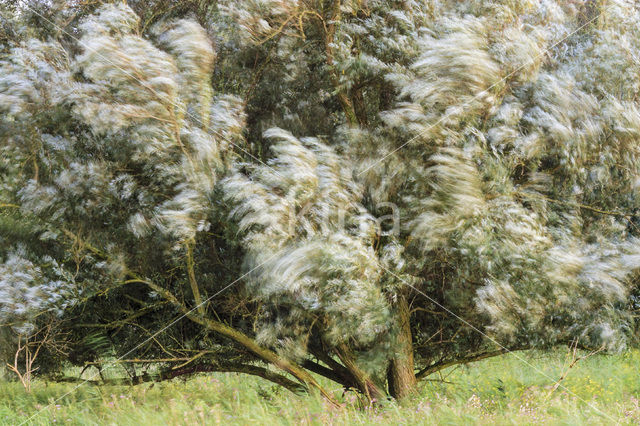 hoary willow (Salix elaeagnos)