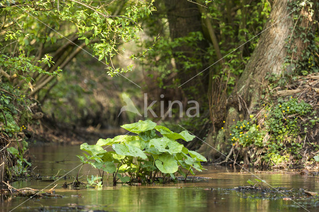 Groot hoefblad (Petasites hybridus)