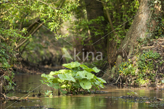 Butterbur (Petasites hybridus)