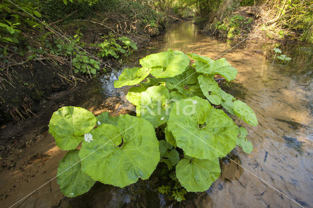 Groot hoefblad (Petasites hybridus)