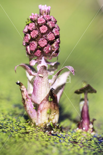 Butterbur (Petasites hybridus)