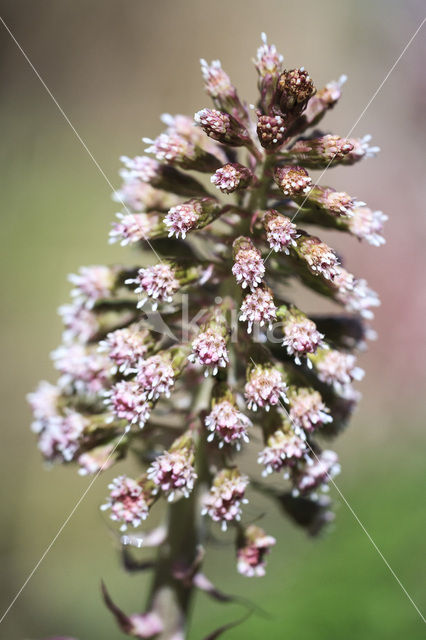 Butterbur (Petasites hybridus)