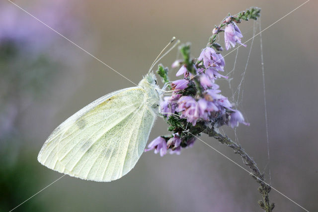 Groot koolwitje (Pieris brassicae)