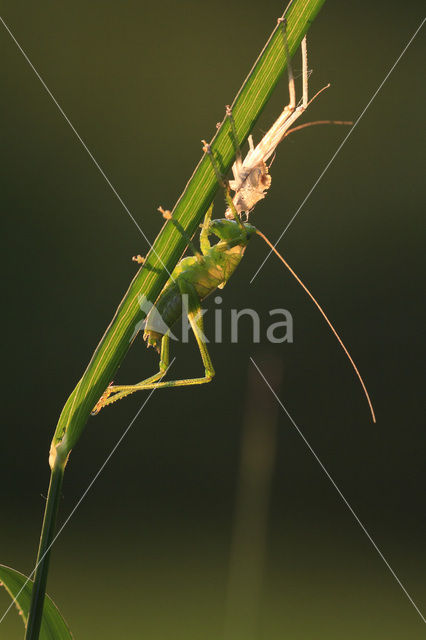 Grote groene sabelsprinkhaan (Tettigonia viridissima)