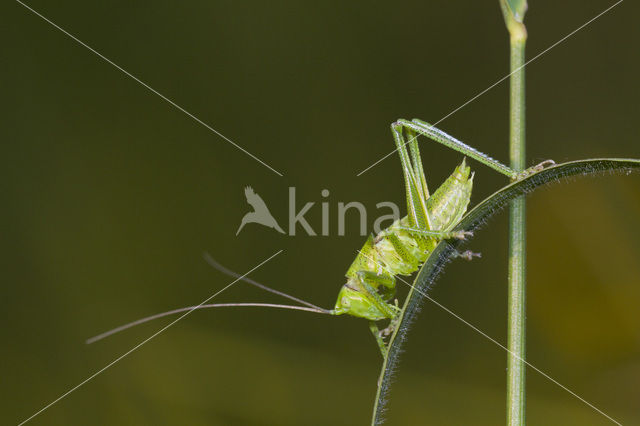 Grote groene sabelsprinkhaan (Tettigonia viridissima)