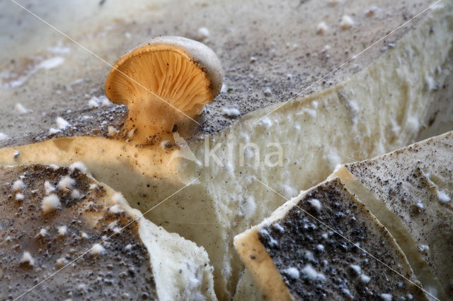 Sweetbread Mushroom