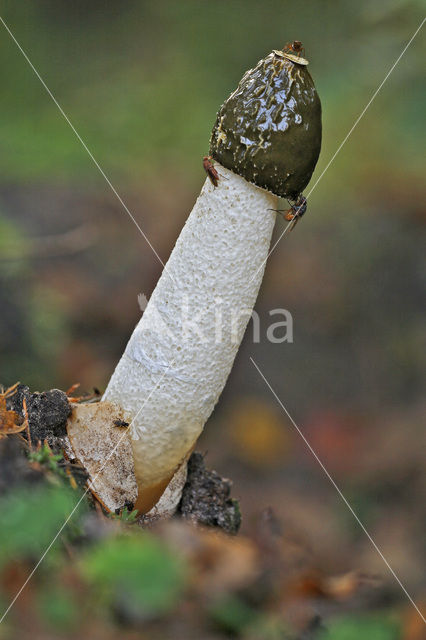 Grote stinkzwam (Phallus impudicus)