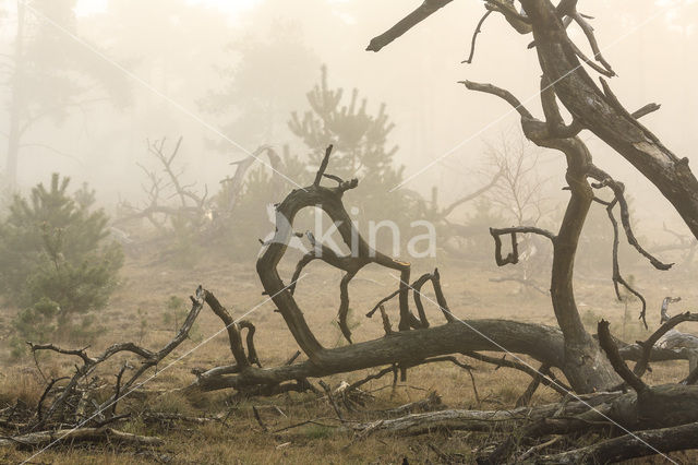 Grove den (Pinus sylvestris)
