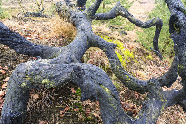 Scots Pine (Pinus sylvestris)