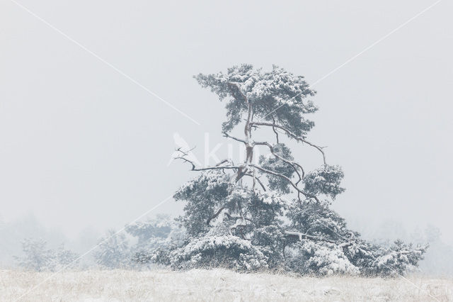 Scots Pine (Pinus sylvestris)