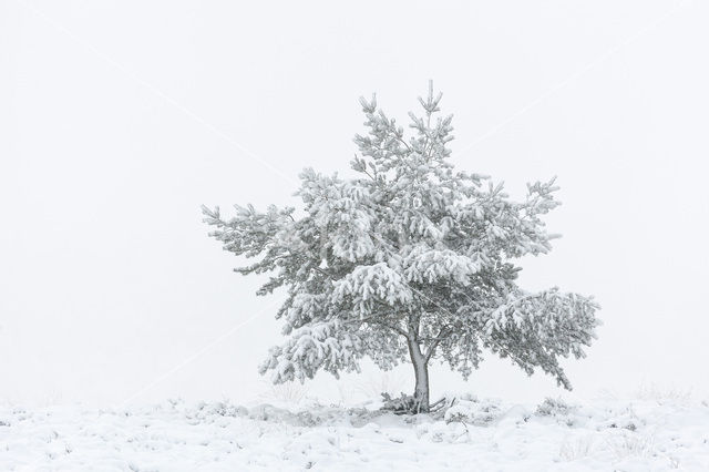 Scots Pine (Pinus sylvestris)