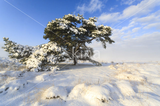 Scots Pine (Pinus sylvestris)