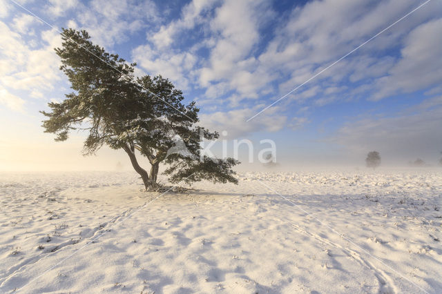 Scots Pine (Pinus sylvestris)