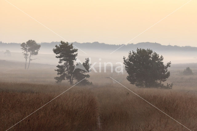 Scots Pine (Pinus sylvestris)
