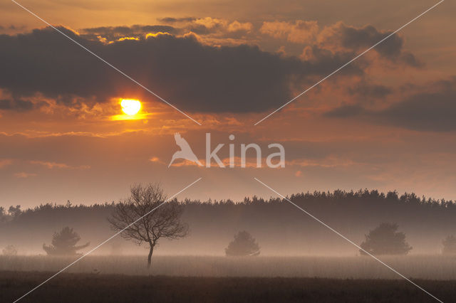 Scots Pine (Pinus sylvestris)