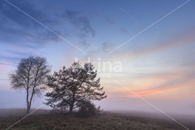 Grove den (Pinus sylvestris)