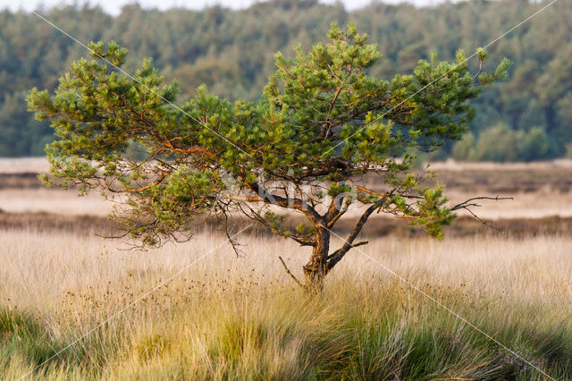 Scots Pine (Pinus sylvestris)