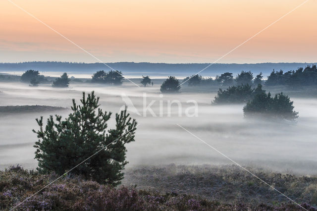 Scots Pine (Pinus sylvestris)