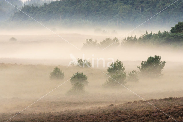 Scots Pine (Pinus sylvestris)