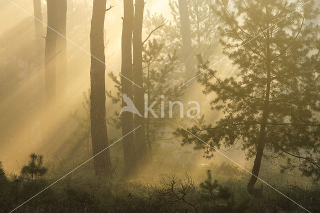 Scots Pine (Pinus sylvestris)