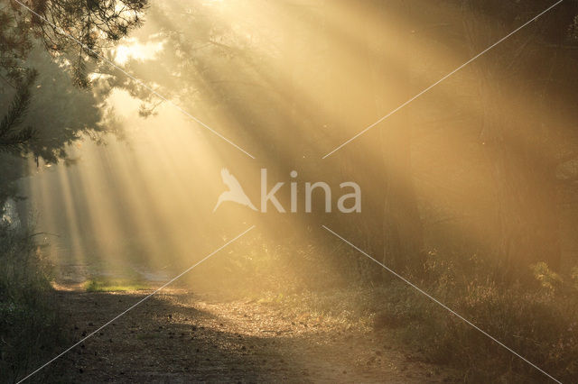 Scots Pine (Pinus sylvestris)