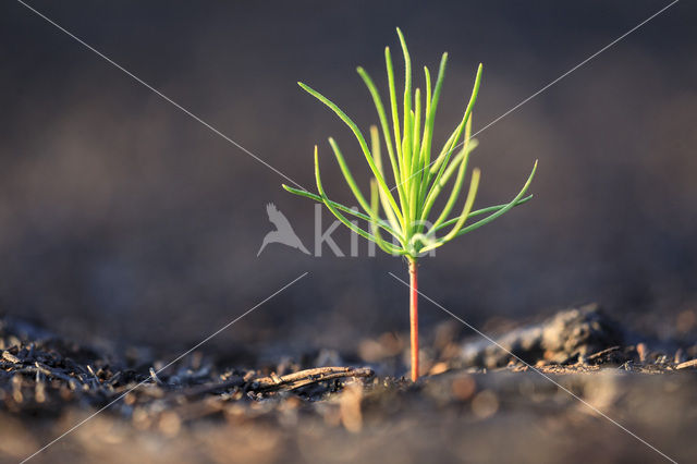 Scots Pine (Pinus sylvestris)