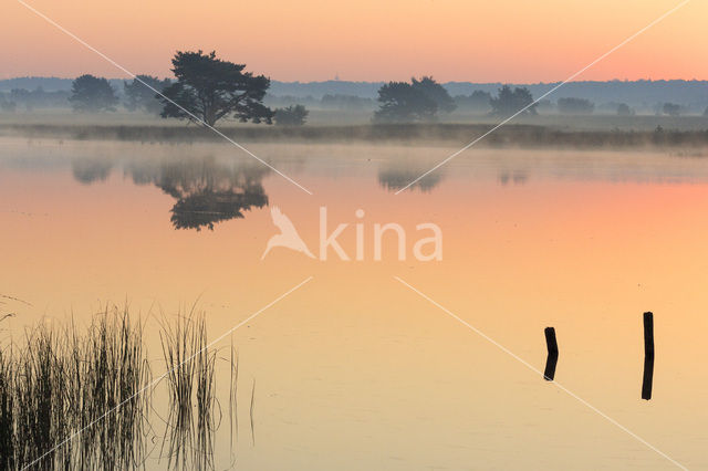 Scots Pine (Pinus sylvestris)