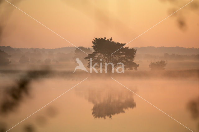 Grove den (Pinus sylvestris)