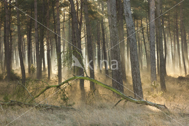 Scots Pine (Pinus sylvestris)