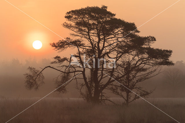 Scots Pine (Pinus sylvestris)