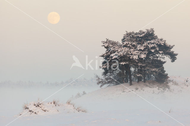 Grove den (Pinus sylvestris)