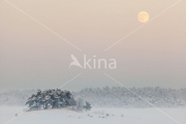 Grove den (Pinus sylvestris)