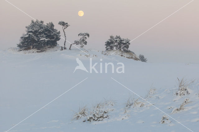 Grove den (Pinus sylvestris)