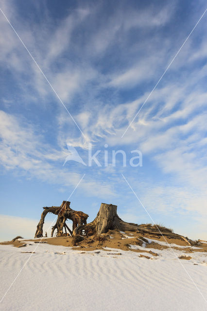 Scots Pine (Pinus sylvestris)