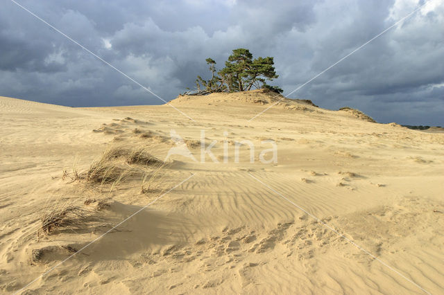 Scots Pine (Pinus sylvestris)