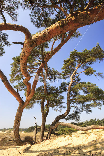 Scots Pine (Pinus sylvestris)