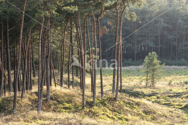 Grove den (Pinus sylvestris)