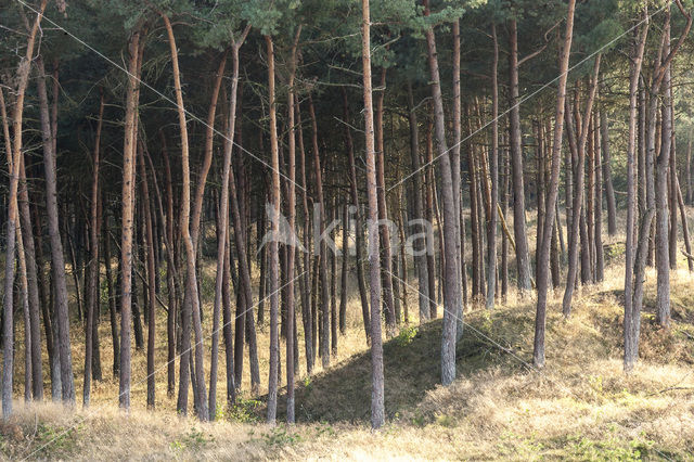 Grove den (Pinus sylvestris)