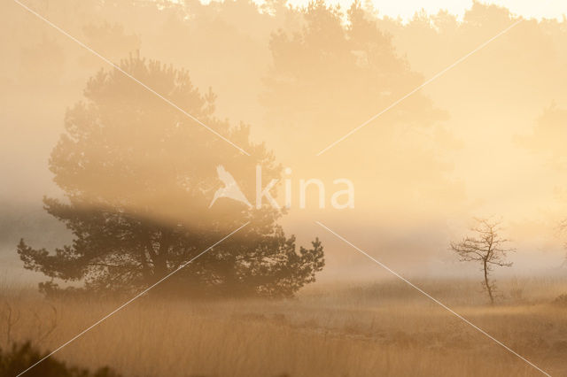 Scots Pine (Pinus sylvestris)