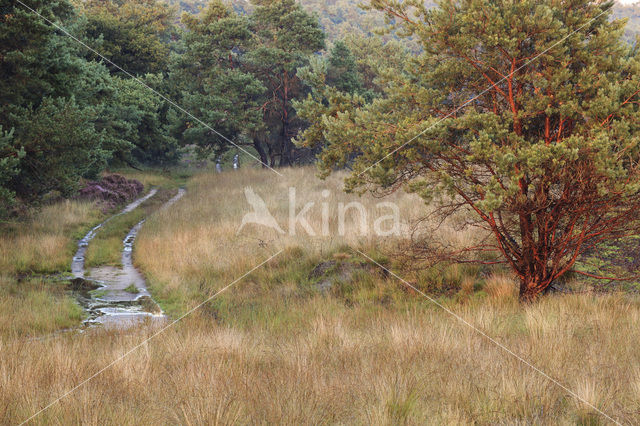 Grove den (Pinus sylvestris)