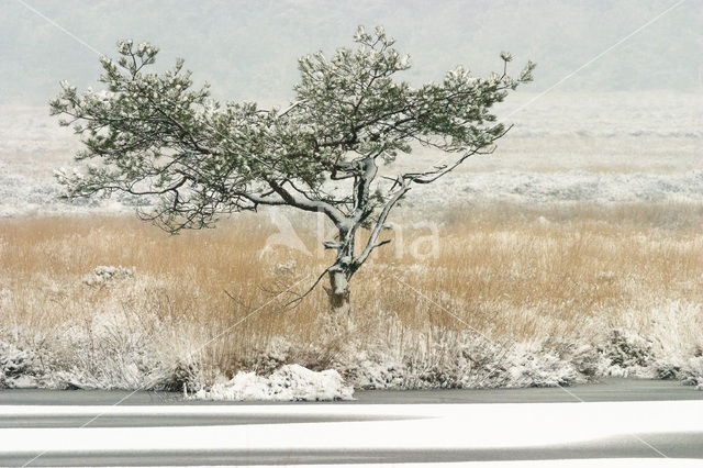 Scots Pine (Pinus sylvestris)