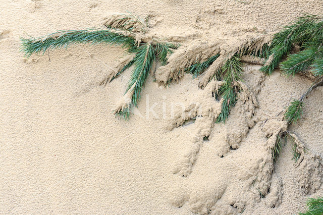 Scots Pine (Pinus sylvestris)